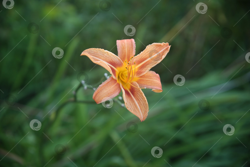 Скачать Цветы лилии нежные лиловые фотосток Ozero