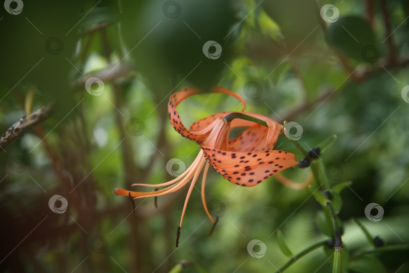 Скачать Цветы нежные лилии фотосток Ozero