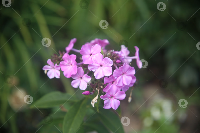Скачать Цветы нежные лиловые фотосток Ozero