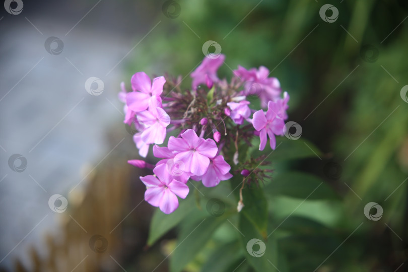Скачать Цветы нежные лиловые фотосток Ozero