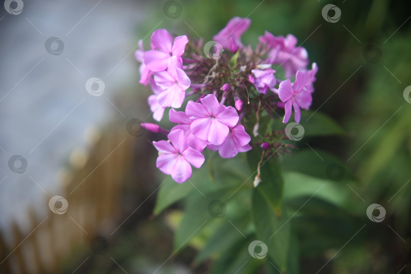 Скачать Цветы нежные лиловые фотосток Ozero