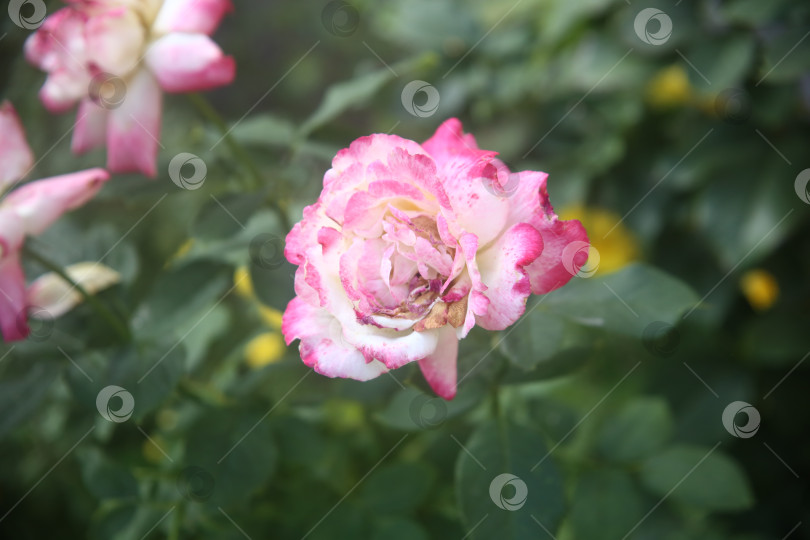 Скачать Цветок розовая роза фотосток Ozero