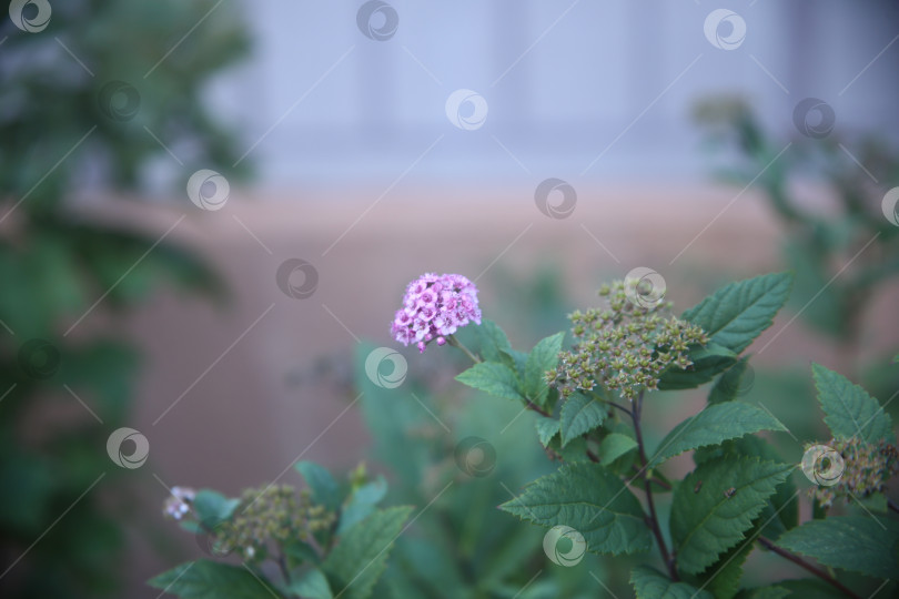 Скачать Цветы нежные лиловые фотосток Ozero