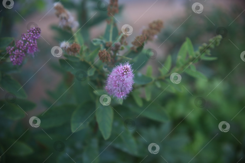 Скачать Цветы нежные лиловые цветут фотосток Ozero
