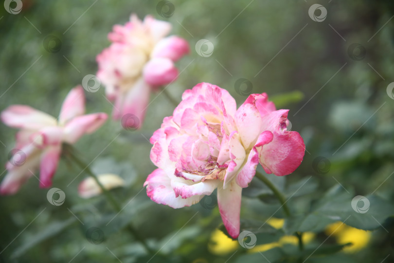 Скачать Красивые цветы розы фотосток Ozero