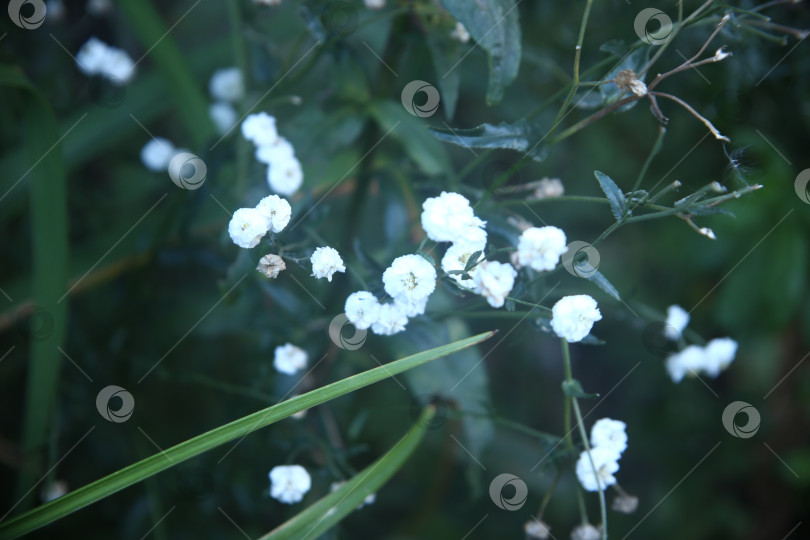 Скачать Красивый цветок на кусте фотосток Ozero