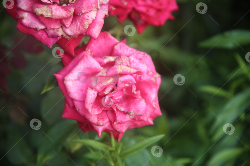 Скачать Красивые цветы розы фотосток Ozero