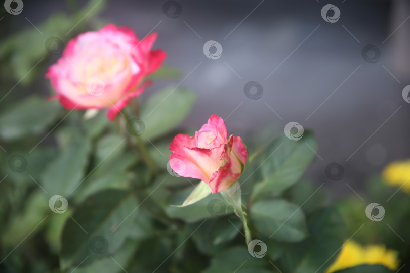 Скачать Красивые цветы розы в саду фотосток Ozero