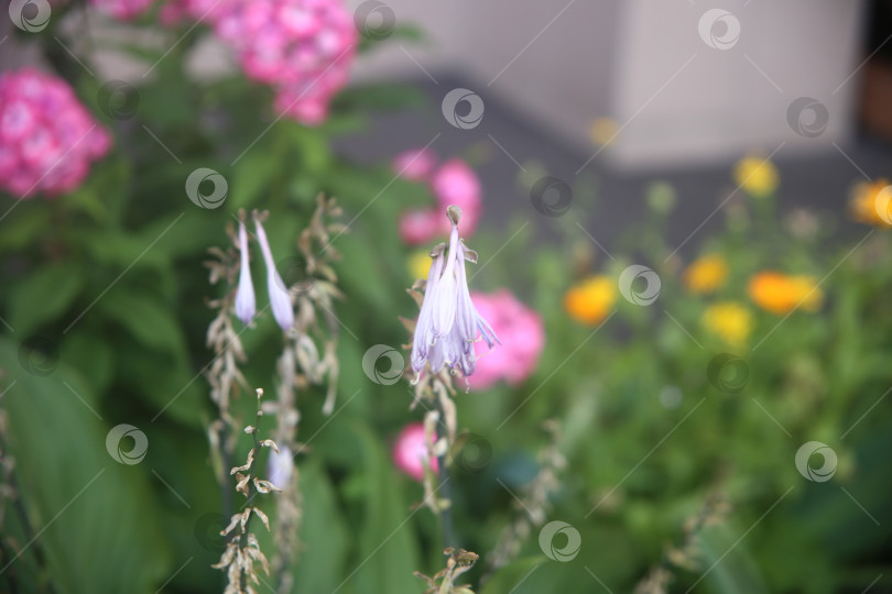 Скачать Красивые фиолетовые нежные цветы фотосток Ozero