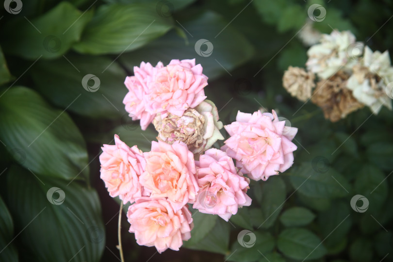 Скачать Красивые нежные цветы розы фотосток Ozero