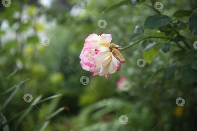 Скачать Красивые цветы розы фотосток Ozero