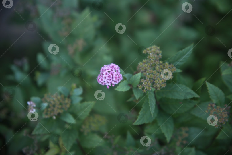 Скачать Красивые сиреневые цветы фотосток Ozero