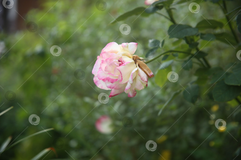 Скачать Красивые цветы розы фотосток Ozero