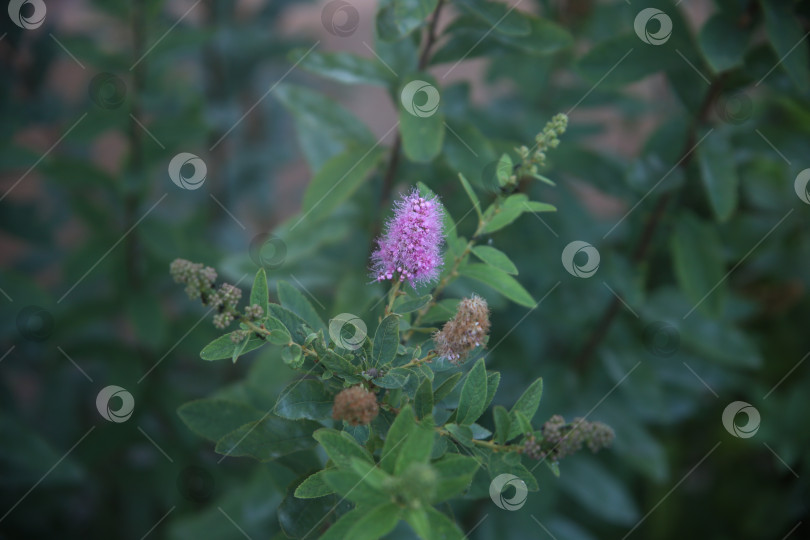 Скачать Цветы нежные лиловые пестрые фотосток Ozero