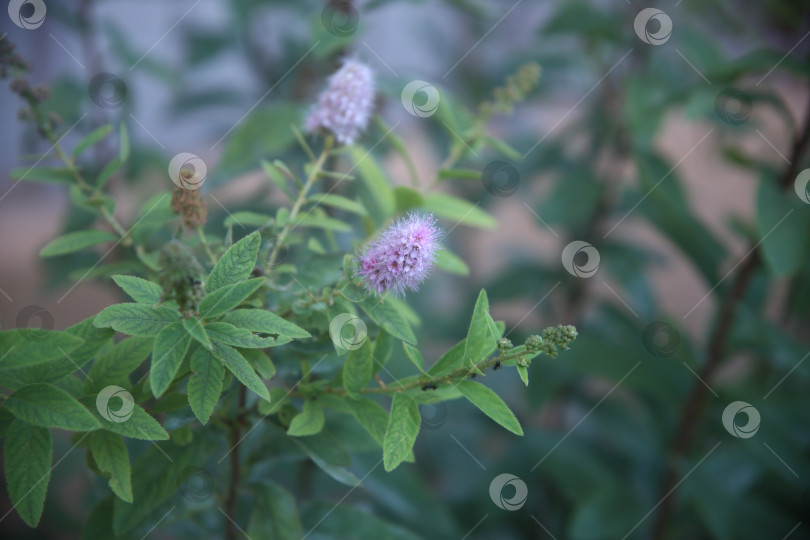 Скачать Красивые сиреневые цветы фотосток Ozero