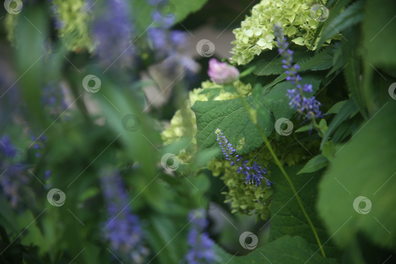 Скачать Красивые фиолетовые цветы фотосток Ozero