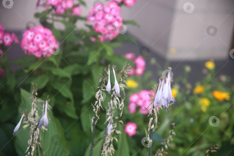 Скачать Красивый алый цветок фотосток Ozero