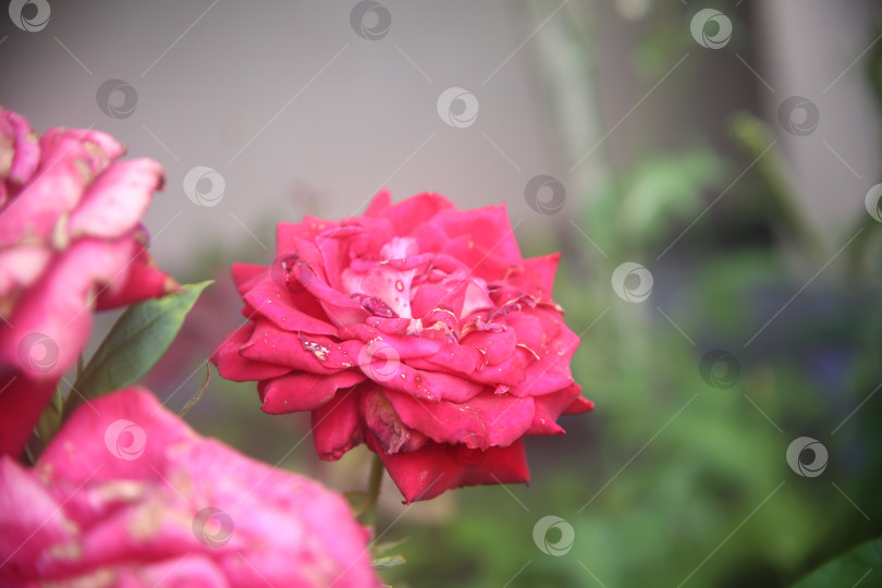 Скачать Красивые цветы розы фотосток Ozero