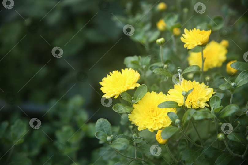 Скачать Красивые желтые нежные цветы фотосток Ozero