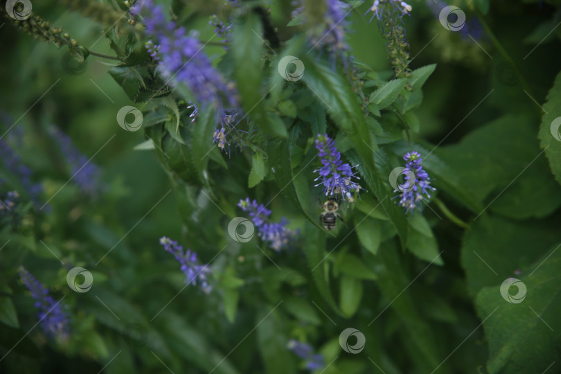 Скачать Красивые фиолетовые цветы фотосток Ozero