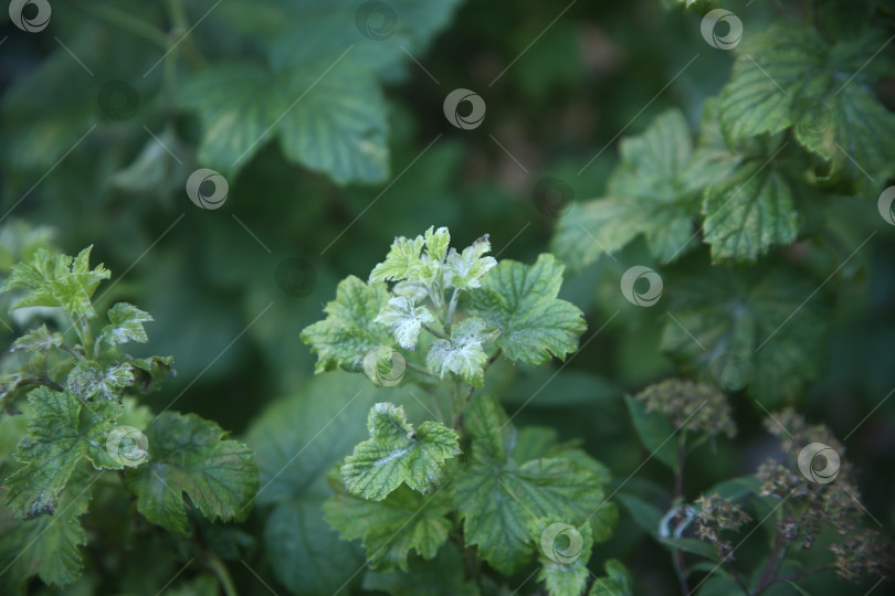 Скачать Листва на дереве и цветы фотосток Ozero