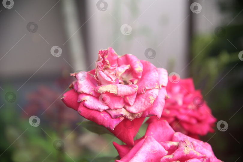 Скачать Красивые цветы розы фотосток Ozero