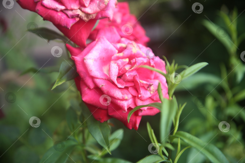 Скачать Красивые цветы розы фотосток Ozero