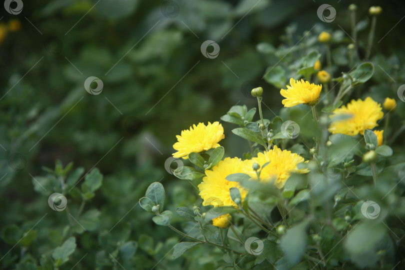 Скачать Красивые желтые нежные цветы фотосток Ozero