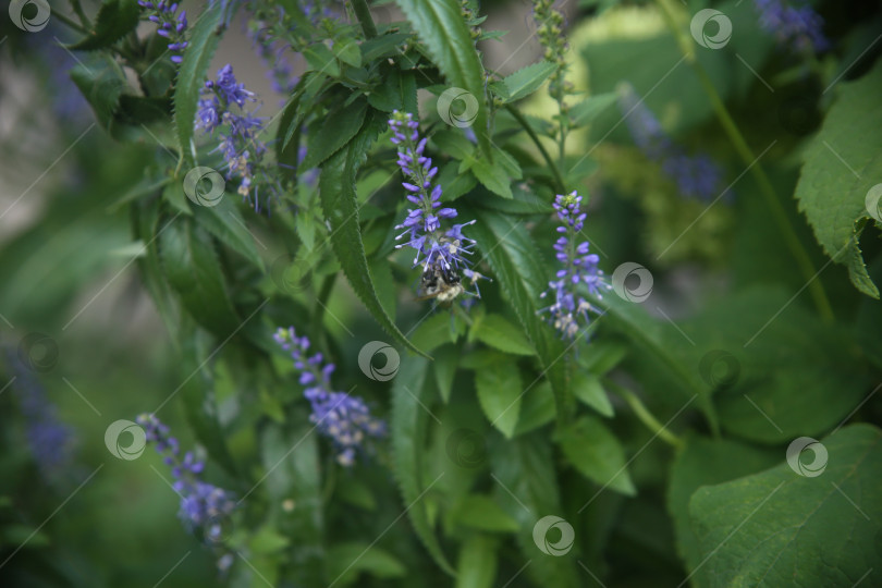 Скачать Красивые фиолетовые  цветы фотосток Ozero