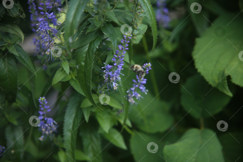 Скачать Красивые фиолетовые нежные цветы фотосток Ozero