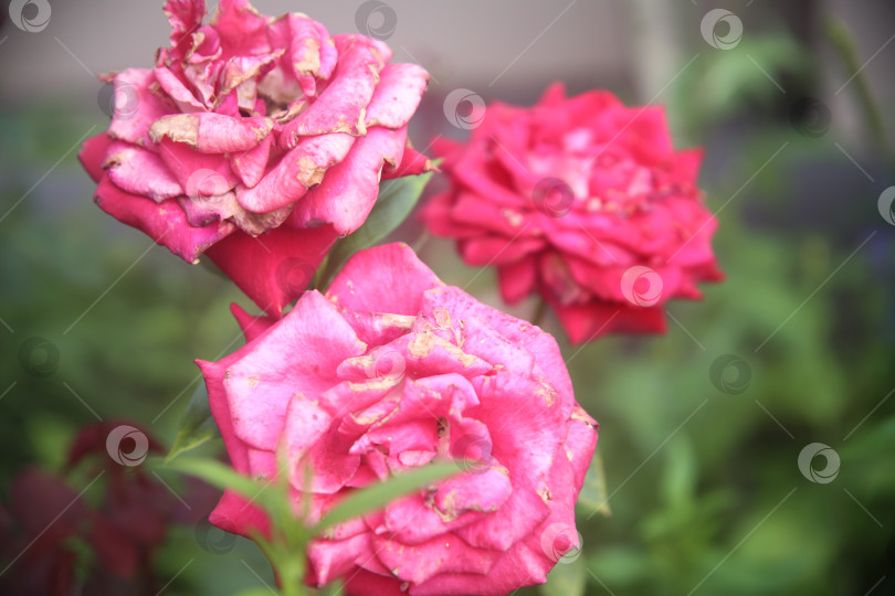 Скачать Красивые цветы розы фотосток Ozero