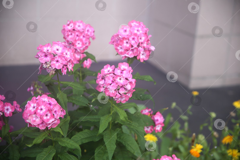 Скачать Красивые розовые нежные цветы фотосток Ozero