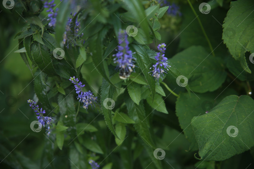 Скачать Красивые фиолетовые нежные цветы фотосток Ozero