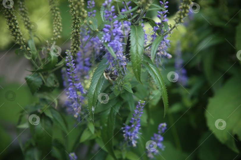 Скачать Красивые фиолетовые нежные цветы фотосток Ozero