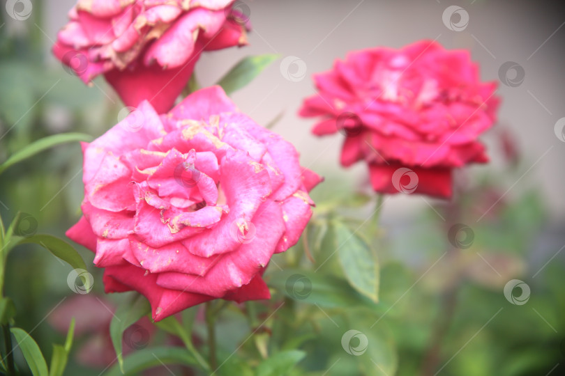 Скачать Красивые цветы розы фотосток Ozero