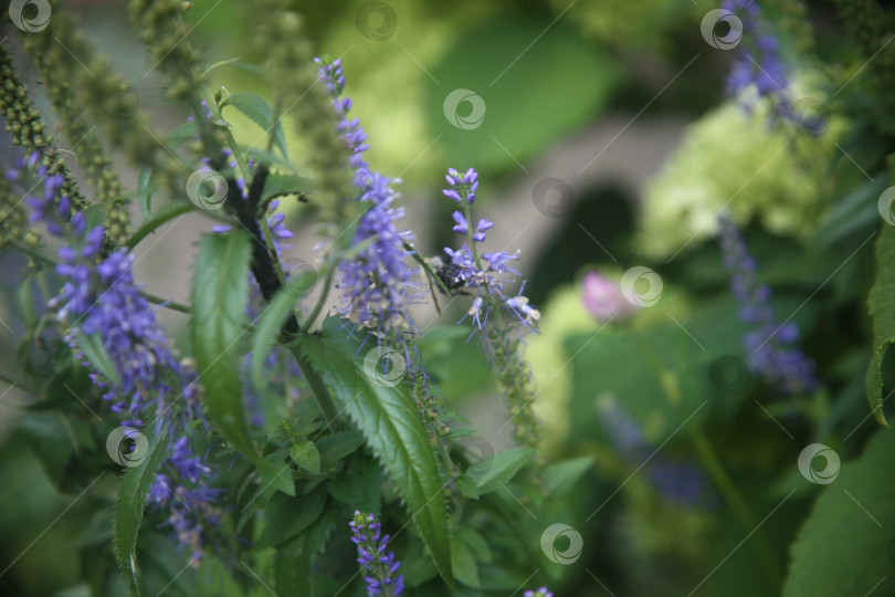 Скачать Красивые фиолетовые нежные цветы фотосток Ozero