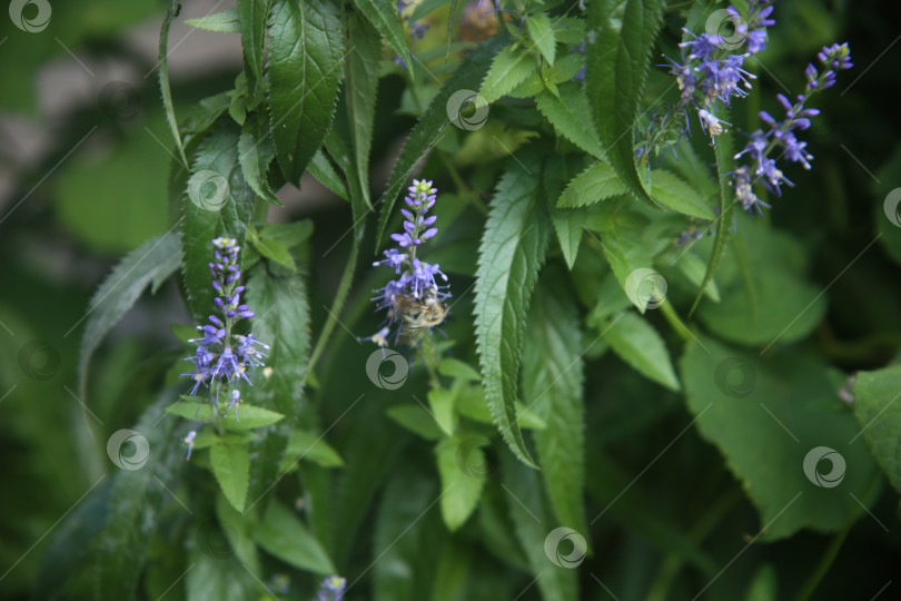 Скачать Красивые фиолетовые нежные цветы фотосток Ozero