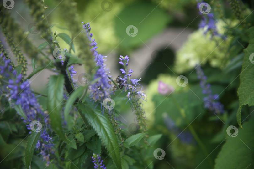 Скачать Красивые фиолетовые нежные цветы фотосток Ozero