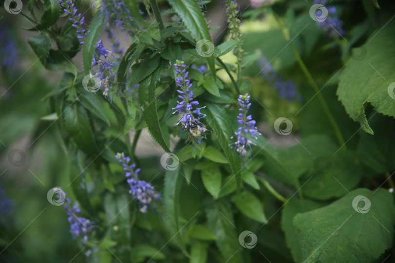 Скачать Красивые фиолетовые нежные цветы фотосток Ozero