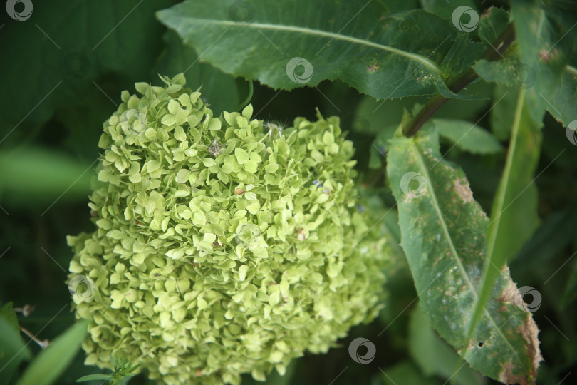 Скачать Цветы и зелень с листьями в саду фотосток Ozero