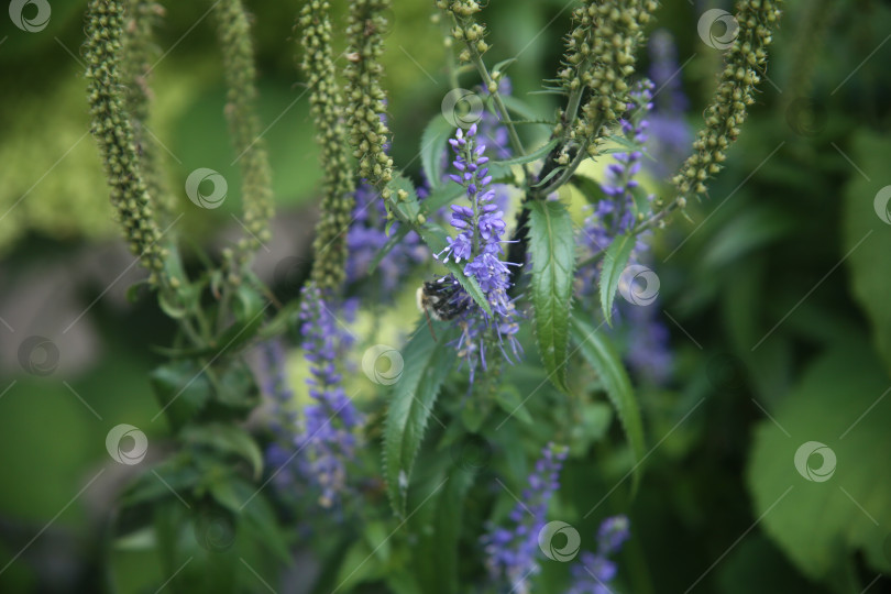 Скачать Красивые фиолетовые нежные цветы фотосток Ozero