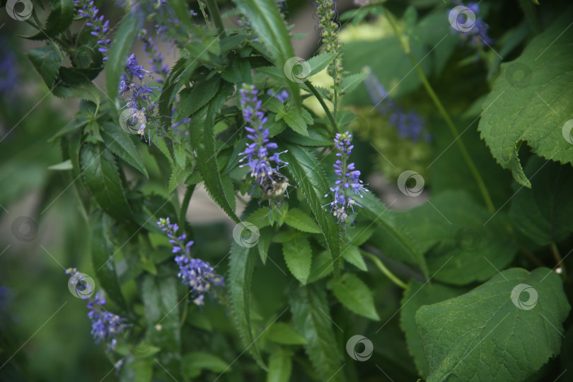 Скачать Красивые фиолетовые нежные цветы фотосток Ozero