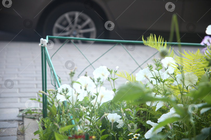 Скачать Красивые белые цветы фотосток Ozero