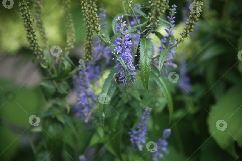 Скачать Красивые фиолетовые нежные цветы фотосток Ozero