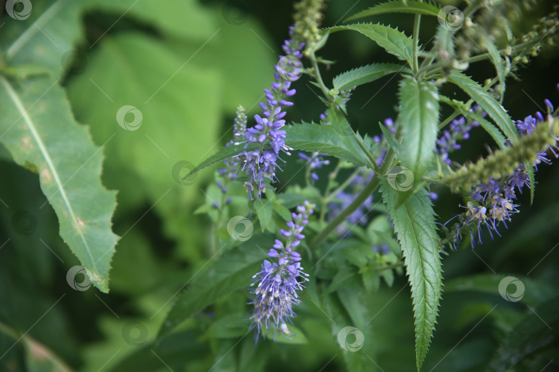 Скачать Красивые фиолетовые нежные цветы фотосток Ozero