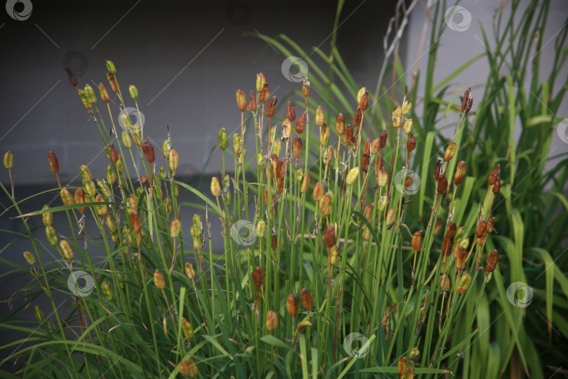 Скачать Красивые фиолетовые нежные цветы фотосток Ozero