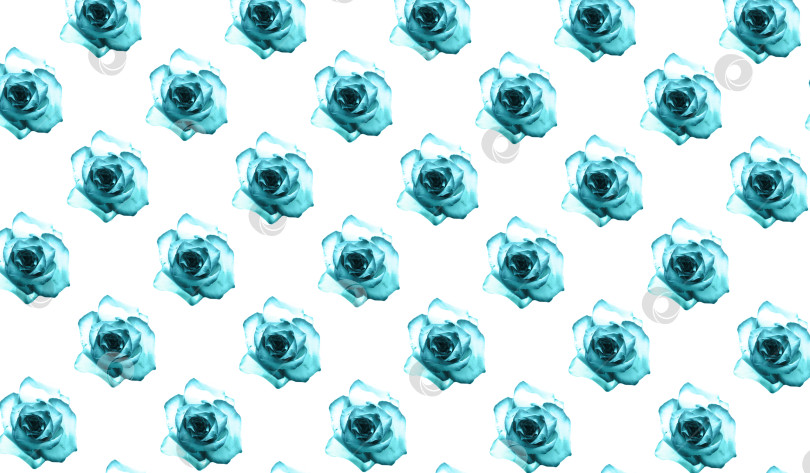 Скачать Голубые розы на белом фоне фотосток Ozero