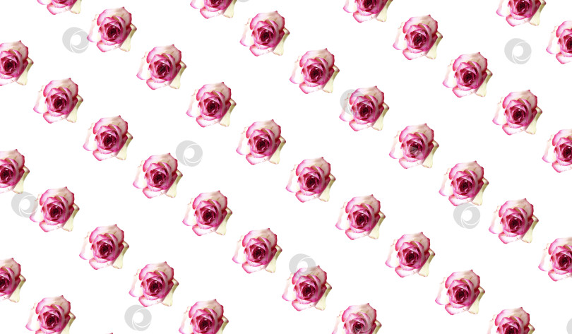 Скачать Иллюстрация с изображением розовых роз фотосток Ozero