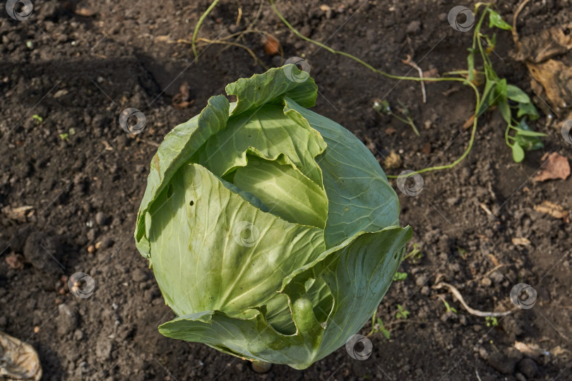 Скачать Капуста на грядке со следами повреждения насекомыми. фотосток Ozero