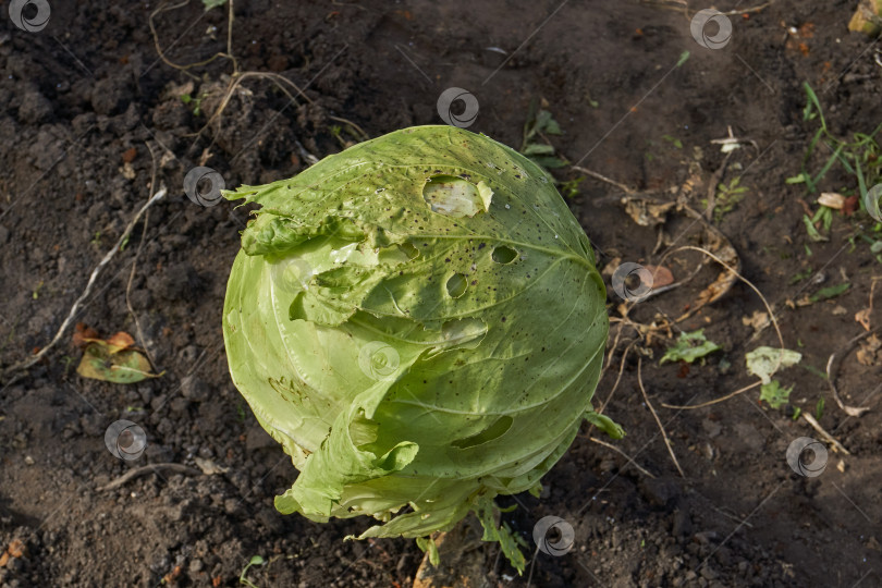 Скачать Капуста на грядке со следами повреждения насекомыми. фотосток Ozero